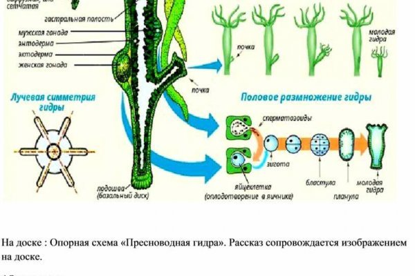 Блэк спрут тор